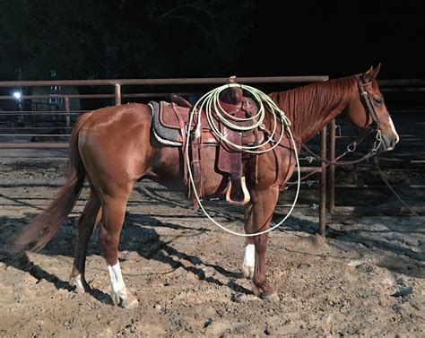 Craigslist kentucky horses for sale. Things To Know About Craigslist kentucky horses for sale. 